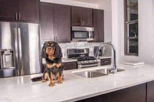 Quartz Countertops Are Durable